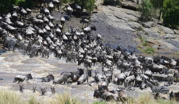 Herd of wildebeest and zebras crossing a river.