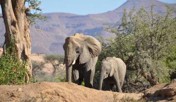 Two elephants walking among trees, with mountains in the background.