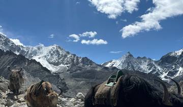 Yaks in a mountainous area with clear blue sky.