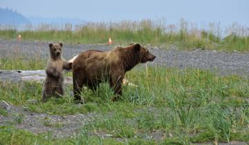 Mother and cub brown bears in a grassy area.