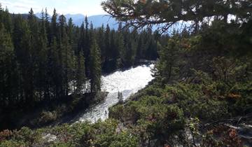 River flowing through a lush forest with a bridge in the background.