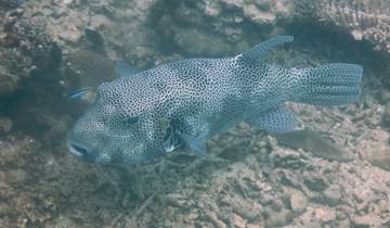 Pufferfish underwater in a coral environment.