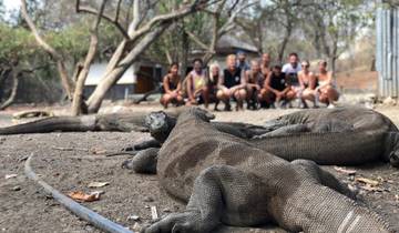 Several Komodo dragons with people in the background.