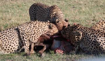 Cheetahs feeding on prey in a grassland.