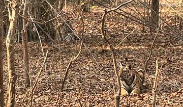 A tiger camouflaged among dry leaves and branches.