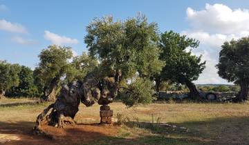 Old olive trees under a blue sky.