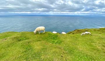 Sheep grazing on green cliffs by the sea.