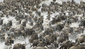 Close-up view of a herd of wildebeest charging through water.