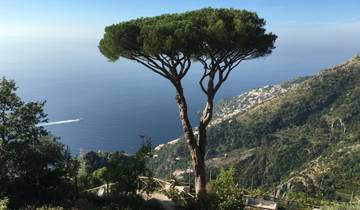 View of a coastal area with a lone tree and blue sea.