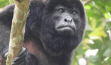 Howler monkey in a tree in a forest setting.
