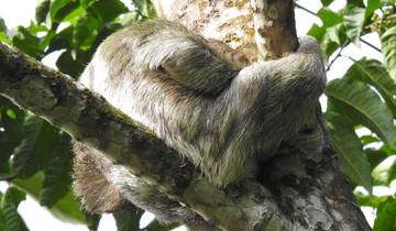 Sloth sleeping curled up on a tree branch.