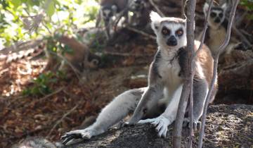 Group of lemurs sitting among foliage and trees.