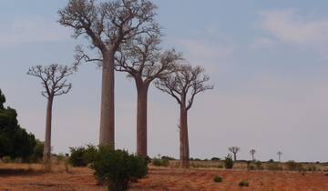Row of baobab trees in a dry landscape.