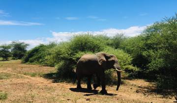 Elephant walking through scrubland