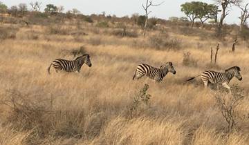 Zebras running across the savannah.