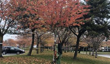 A person standing under a vibrant tree with autumn leaves.