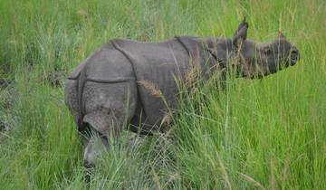A rhino walking amidst tall green grass in Chitwan National Park.