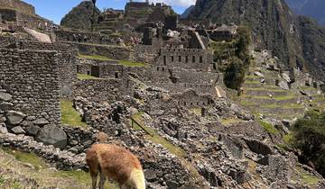 Llama grazing among ancient stone ruins and grass.