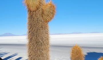 Cacti on a rocky terrain with a vast salt flat in the distance.
