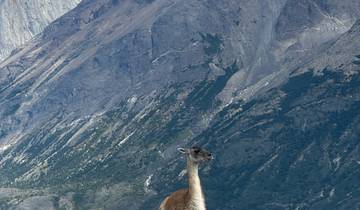 Guanaco on a hillside with mountains in the background.