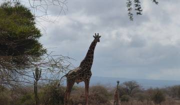 A giraffe standing in a dry landscape.