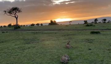 African savanna at sunset with two cheetahs lying down.