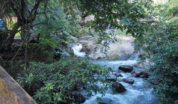 River flowing through a lush forest with rocks