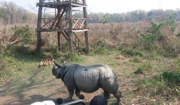 A rhinoceros walking past a watchtower in a grassy area.