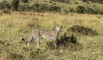 Cheetah lying on grassy field.
