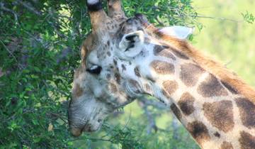 Close-up of a giraffe eating leaves from a tree.