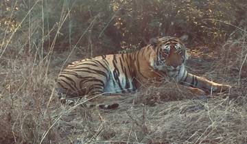 Tiger resting on dry grass.