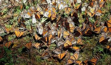 A cluster of monarch butterflies on the ground in sunlight.