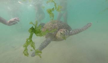 An underwater photo of a turtle swimming.