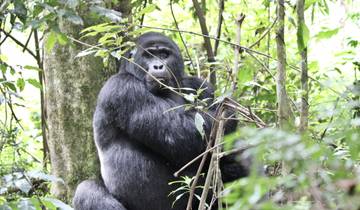 Gorilla sitting amidst dense vegetation.