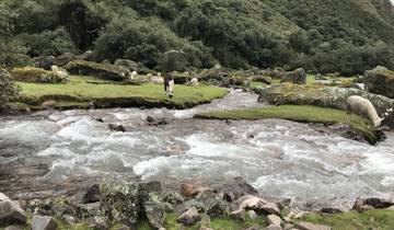 A river flowing through a grassy area with rocks and alpacas grazing.
