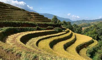 Golden terraced rice fields in a mountainous region.