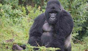 Close-up of a mountain gorilla sitting among greenery.