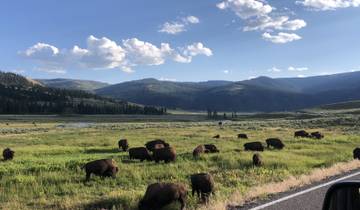 Herd of bison grazing in a field with mountains in the background.