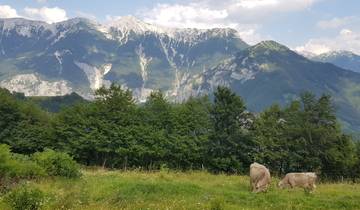 Cows grazing with a backdrop of tall mountains.