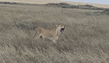 Lion yawning in a grass field.