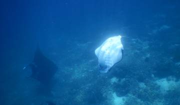Manta rays swimming underwater.