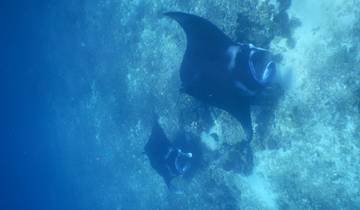 Two manta rays swimming in the ocean.