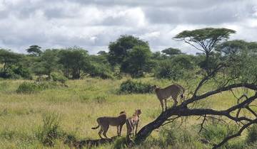 Cheetahs on a tree branch observing surroundings.