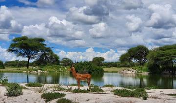 Antelope standing by a water body with a scenic landscape.