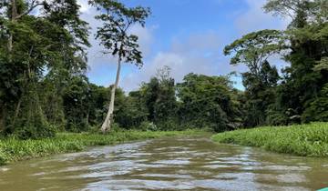 River flowing through a jungle landscape.
