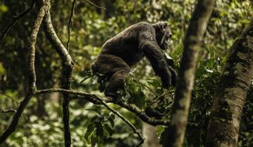 Chimpanzee on a tree in a dense forest.
