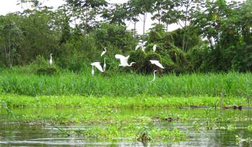 Flock of white birds flying above lush grass.