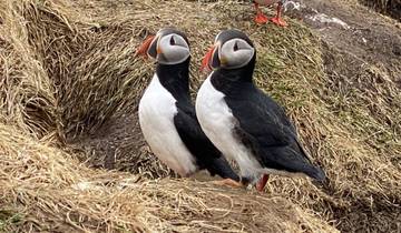 Two puffins perched on a grassy cliff.