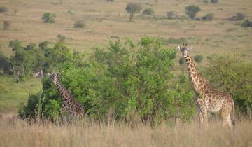 Giraffes among the savannah in a national park.
