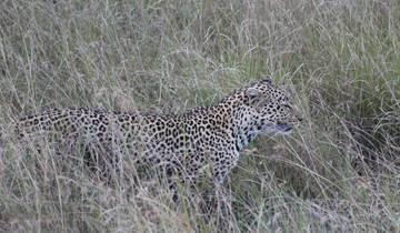 Leopard walking through tall grass.